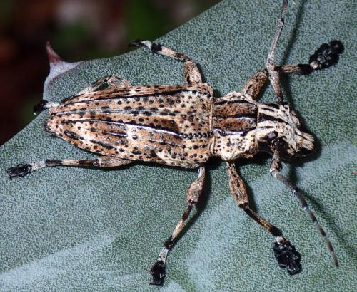 Réf. 262 417 : Steirastoma meridionale